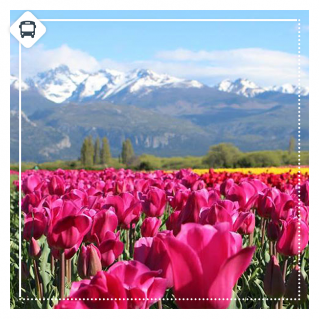 TULIPANES & BALLENAS