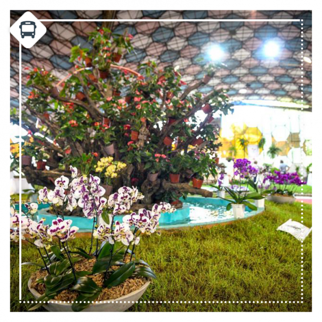 FIESTA DE LA FLOR