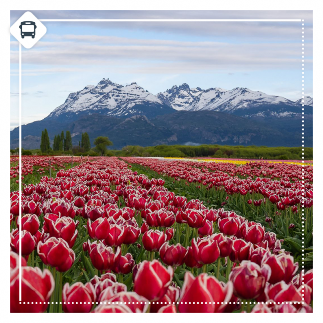 BARILOCHE CON TULIPANES